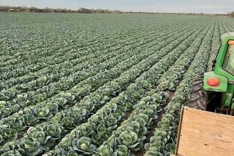CABBAGE PIC 2