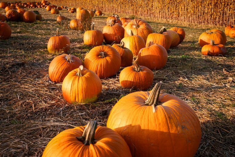 Firefly a group of pumpkins harvested from a field 77675